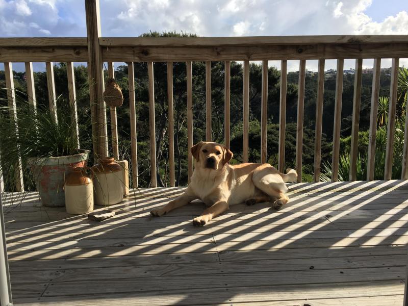 Northcote, Auckland - $270