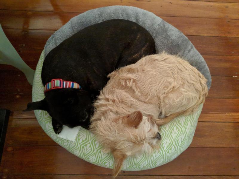 Erskineville, NSW - $330