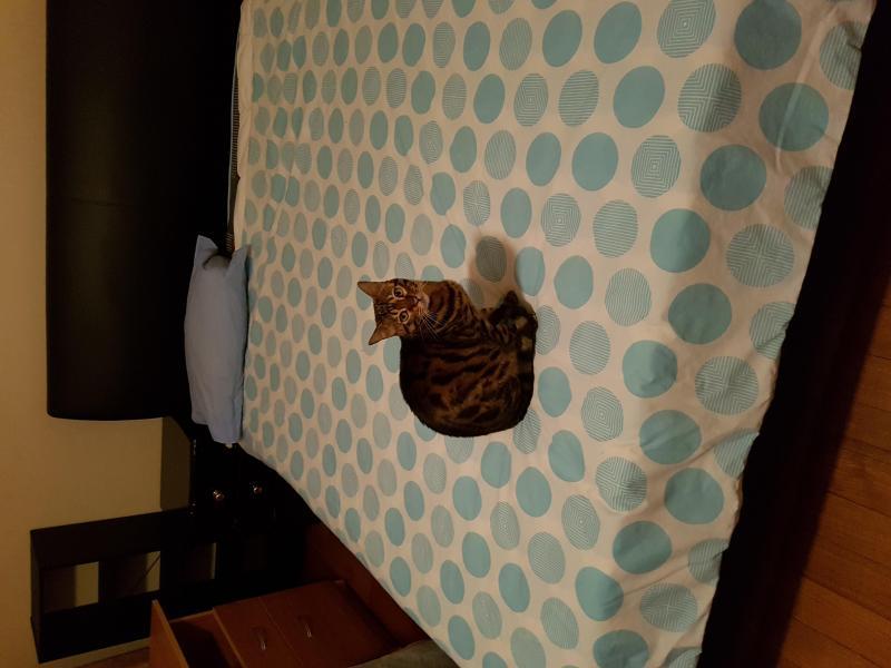 Glen Waverley, VIC - $360