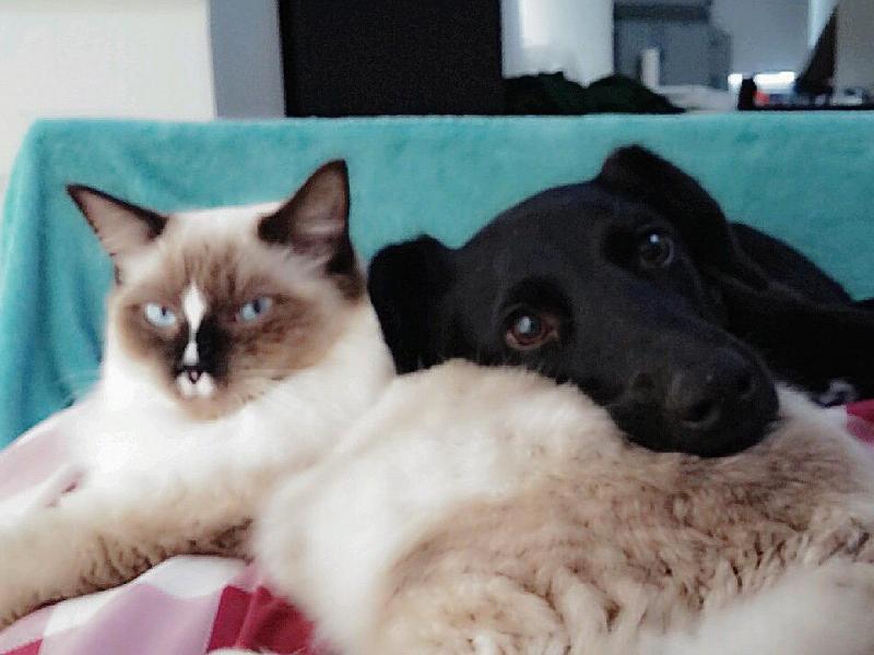 Holland Park, QLD - $260