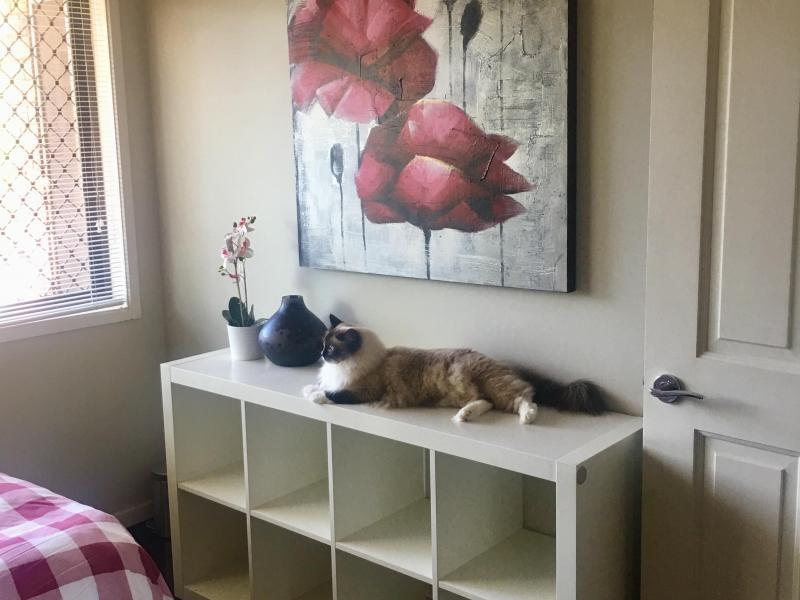 Holland Park, QLD - $260