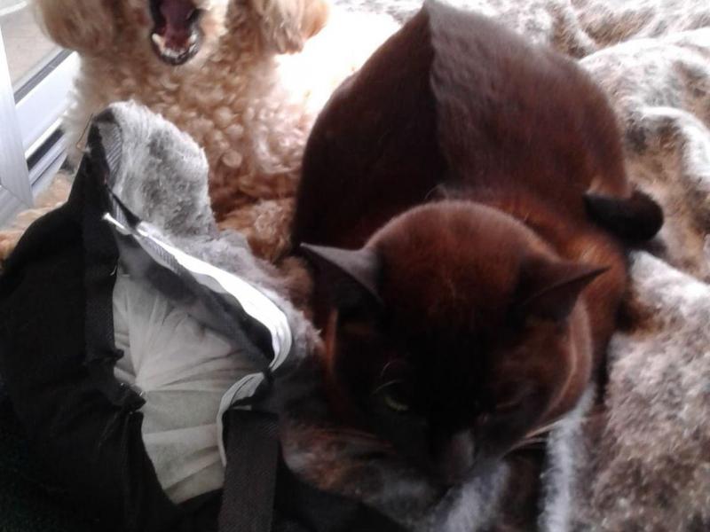 Woolloongabba, QLD - $310