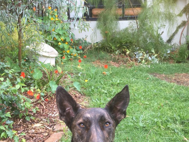 Heidelberg West, VIC - $210