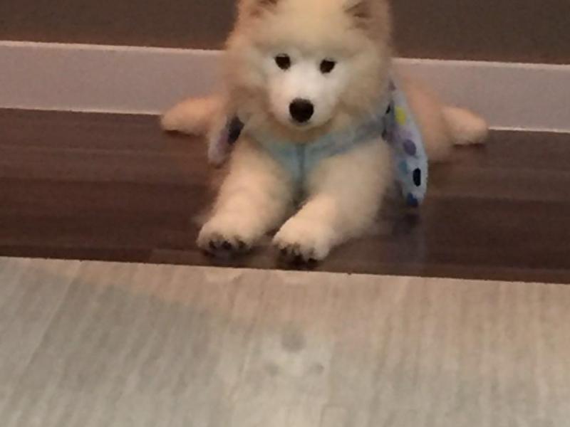 Flagstaff Hill, SA - $310