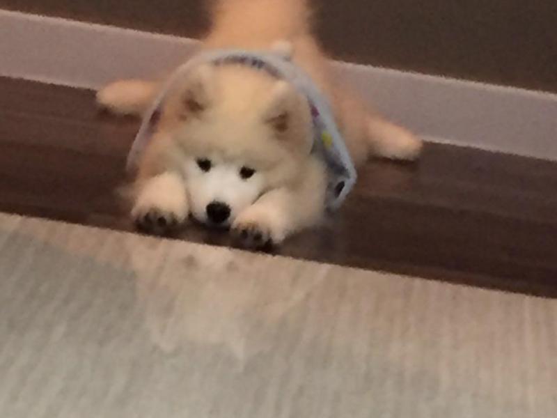 Flagstaff Hill, SA - $310