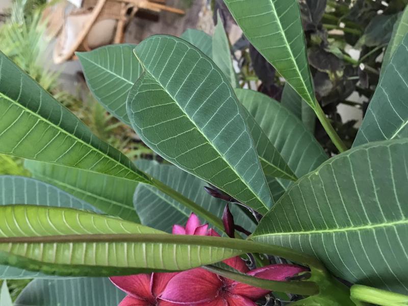 New Farm, QLD - $310