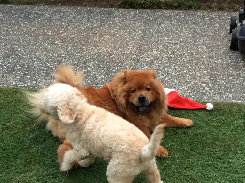 Coorparoo, QLD - $360