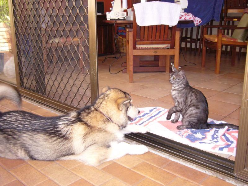 Middle Park, QLD - $260