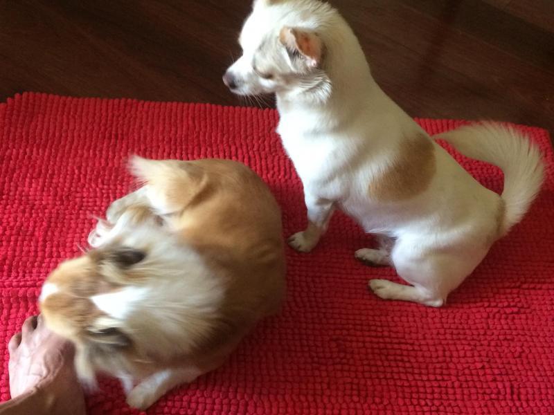 Croydon Park, SA - $250