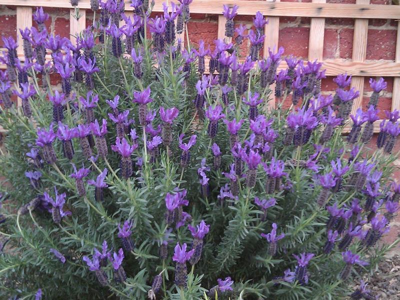 Greensborough, VIC - $310