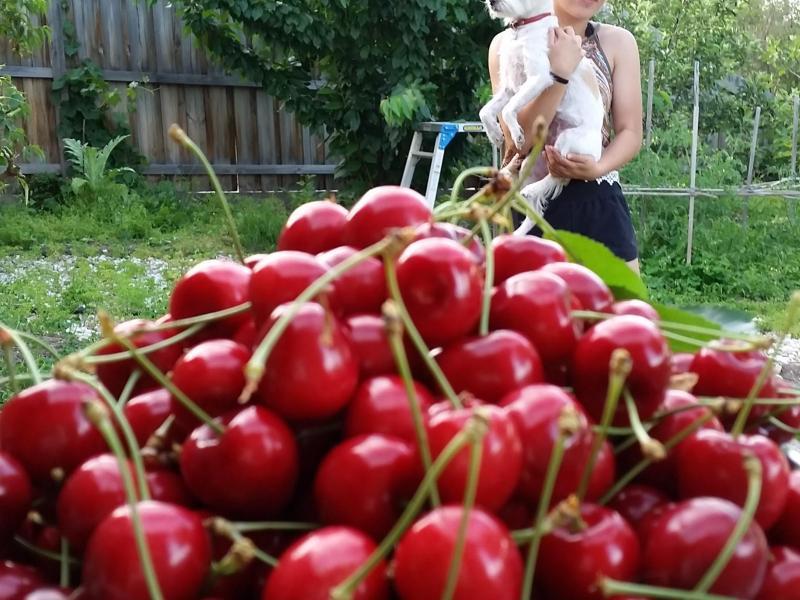 Greensborough, VIC - $310