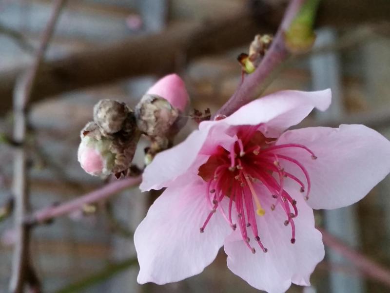 Greensborough, VIC - $310