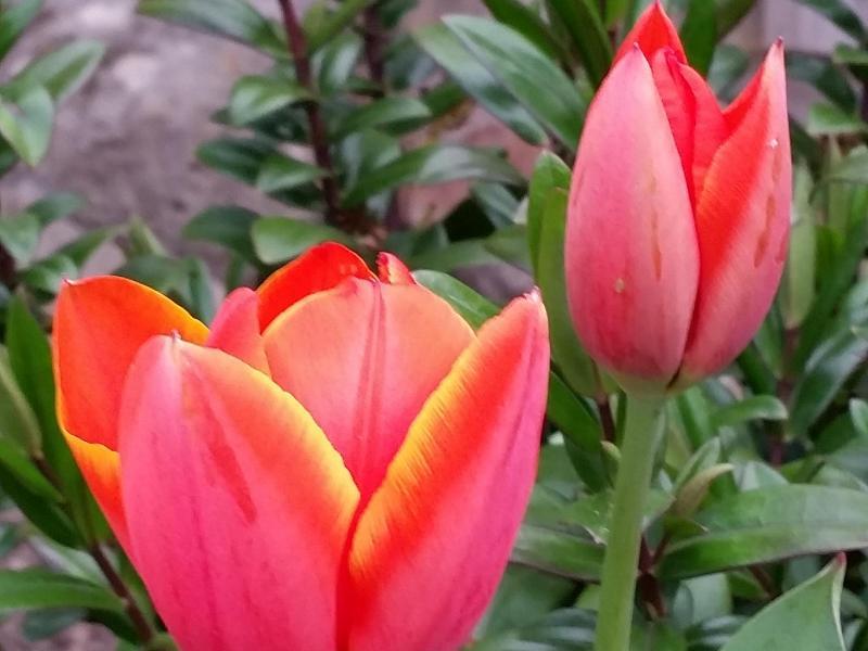 Greensborough, VIC - $310