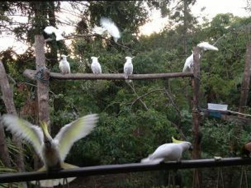 Chapel Hill, QLD - $210