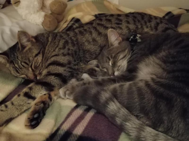 Khandallah, Wellington - $280