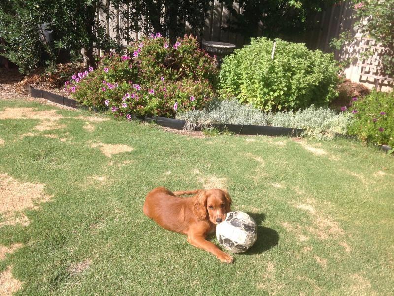 Greenwith, SA - $260