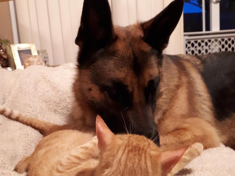 Dollard-des-Ormeaux, QC - $290